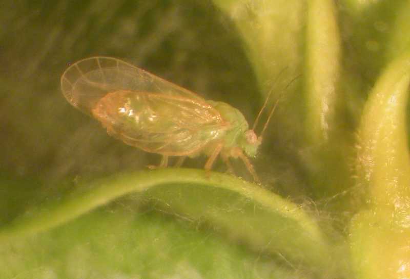 Boxwood psyllid